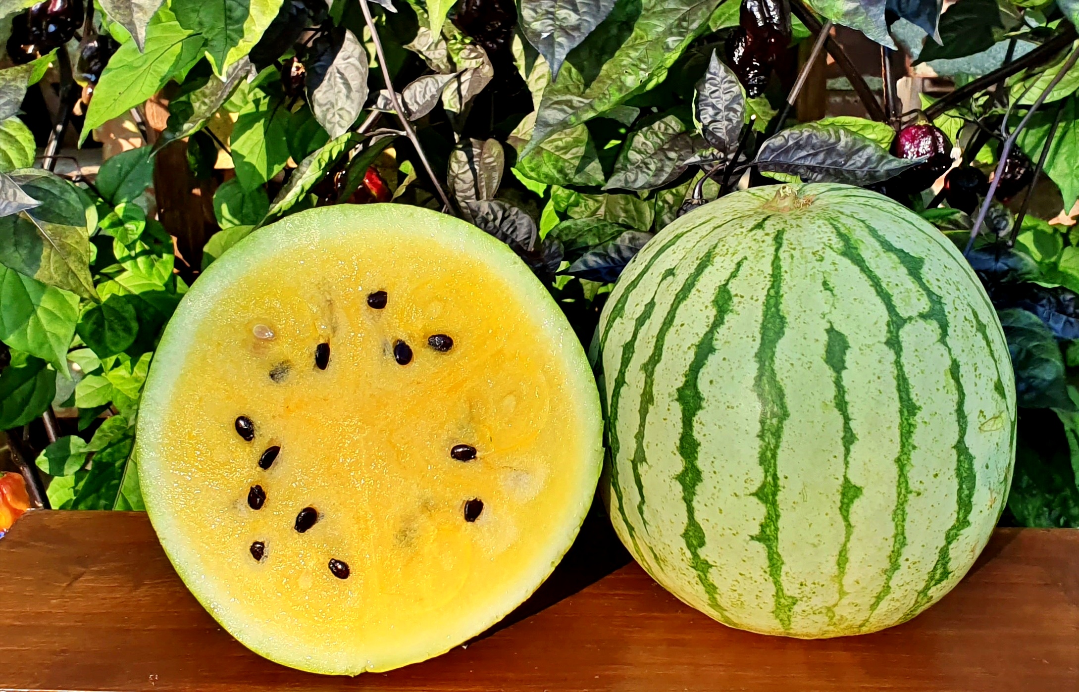 Watermelons Early Moonbeam Watermelon